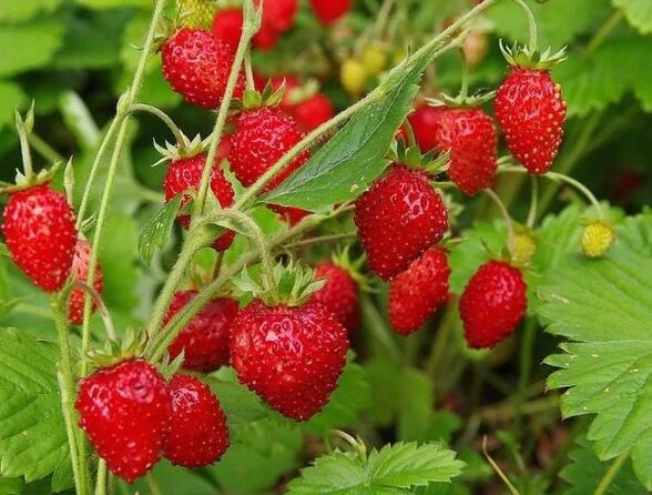 Fragole