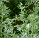 Wormwood di parassiti
