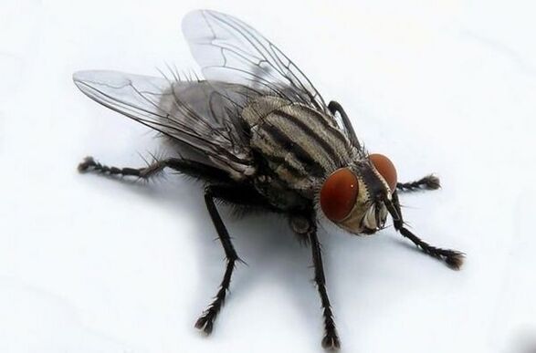 Vola come vettore di parassiti umani