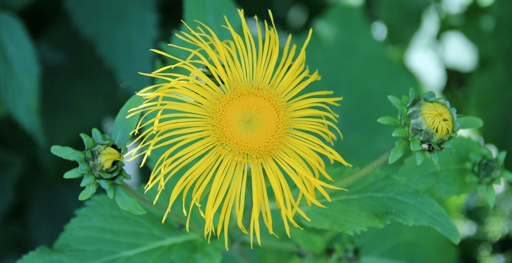 Enula campana nella lotta contro i parassiti