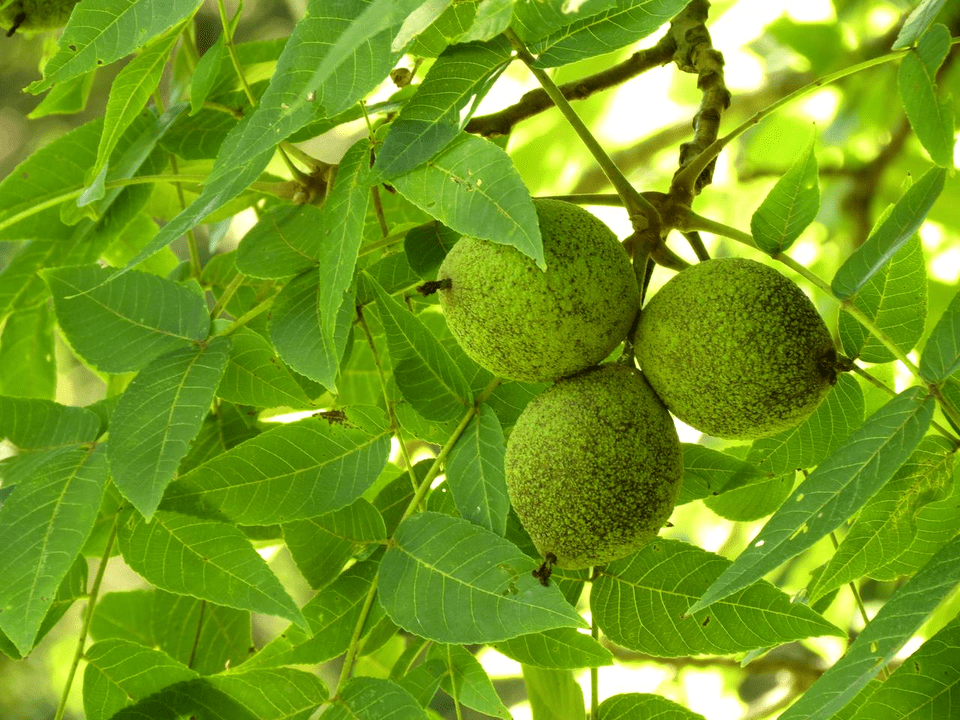 La noce nera nella lotta ai parassiti