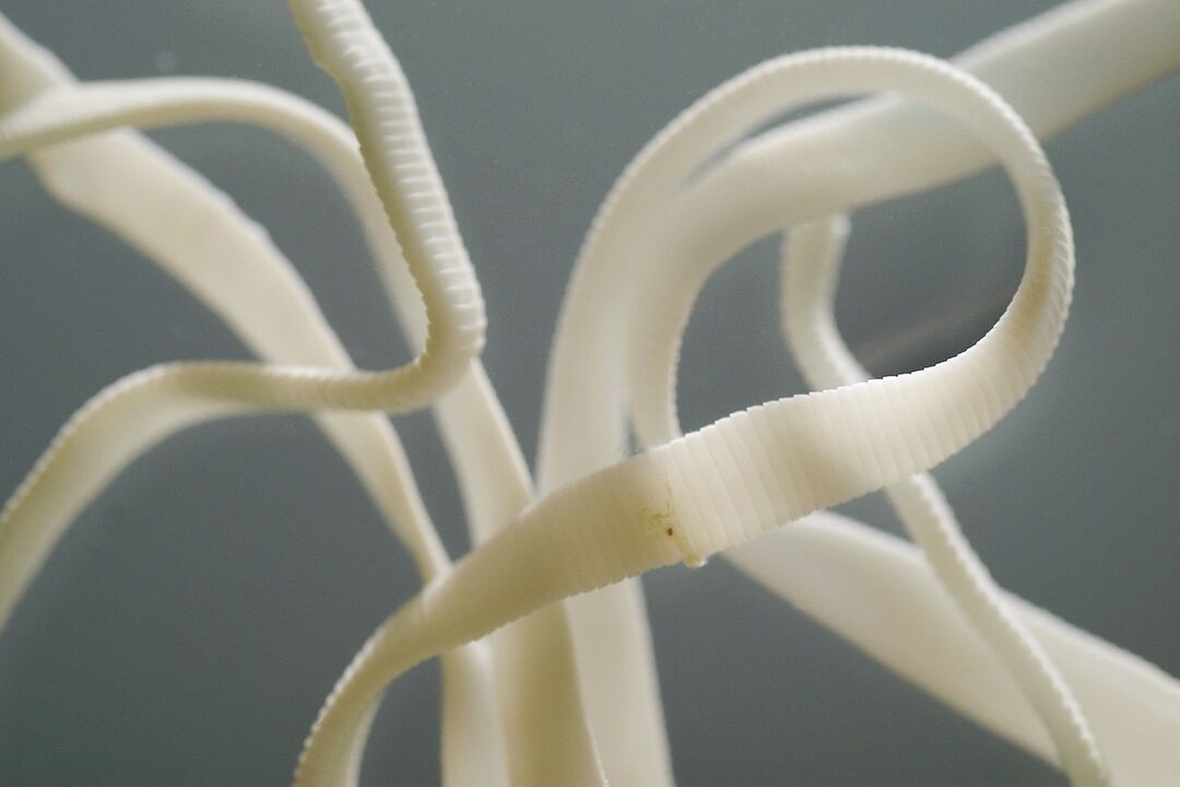 nematode umano